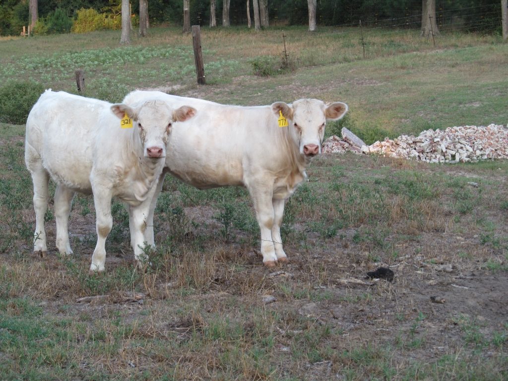 registered-charolais-calf-texas-1